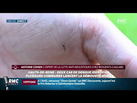 Moustique-tigre: alerte après 2 cas de dengue identifiés. Des opérations de démoustication lancées