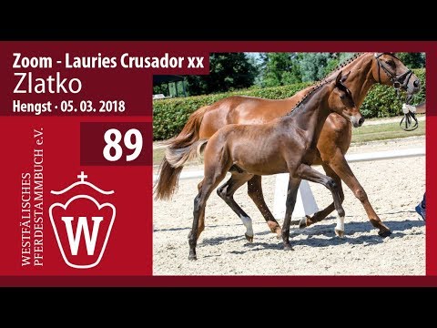 089 Zlatko HF v. Zoom - Lauries Crusador xx