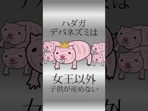 漂白剤はネズミを怖がらせますか?リーダーに従う  庭園