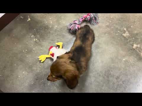 Dachshund - 339 video preview