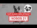 NOSOS 21 - Che cos’è la peste suina africana?