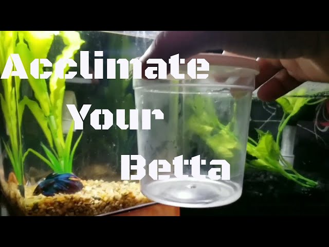 HOW TO ACCLIMATE A BETTA FISH 2018