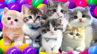 Download lagu Anak Kucing Meong-Meong Si Meong Kucing Lucu Bermain Bola Populer Lagu Anak Anak Indonesia mp3