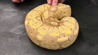Ball Python Morphs #11  Bananas and Coral Glows!
