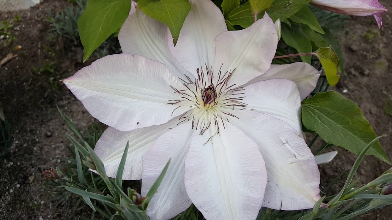 Клематис Омоширо ( Clematis Omoschiro) . Японские сорта клематисов .