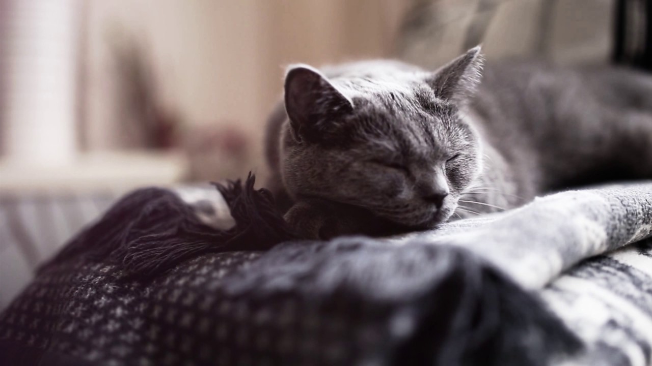 Felisept Wohlbefinden Home Comfort Diffusor Set