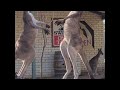 Kangaroo Stand Off Outside Aussie Pub ViralHog