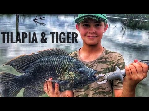 Full day of Tilapia (Kurper) and Tiger Fishing in Zimbabwe