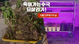 버린 수국 재탄생 시키기!(feat.장프로)