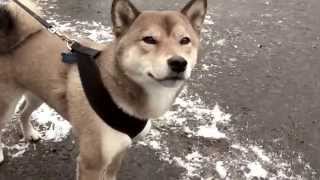 Shibas lucie silvas sinking in