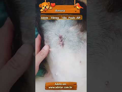 Vídeo de Amora