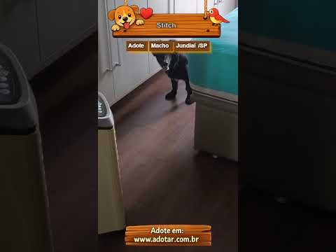 Vídeo de Stitch