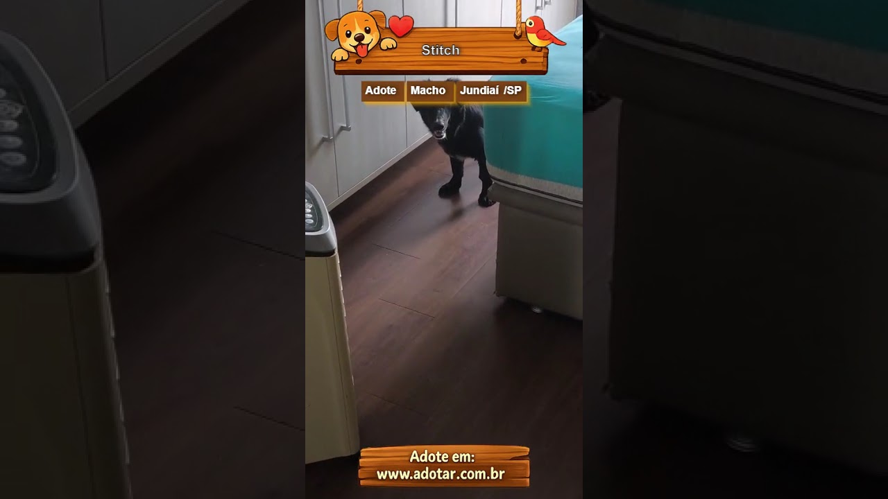 Cachorro raça SRD-ViraLata idade 7 a 11 meses nome Stitch