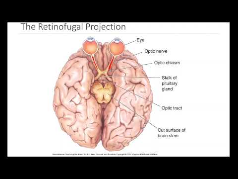 OSSM Neuro Chapter 10 - The Retinofugal Projection
