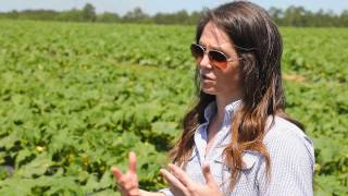 H-2A a necessary evil for Southeastern farmers