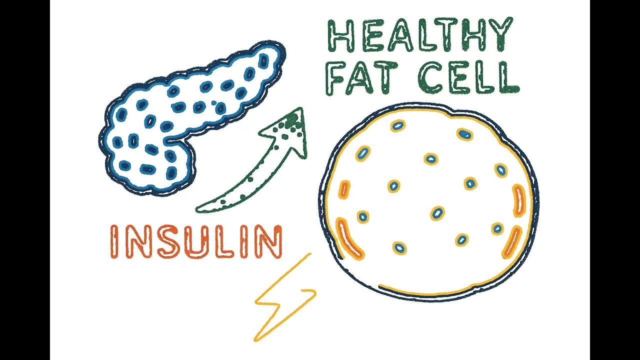 Retatrutide Explained | The New 3-in-1 Weight Loss Peptide for Fat Loss & Blood Sugar Control.