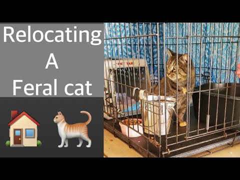 How to move a feral cat to a new house
