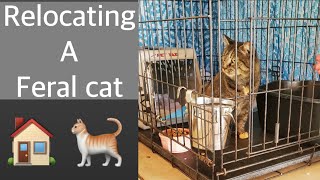 How to move a feral cat to a new house