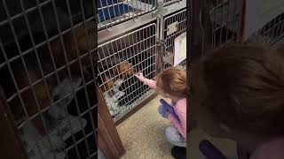 Video preview image #1 Beagle Puppy For Sale in Dunnellon, FL, USA