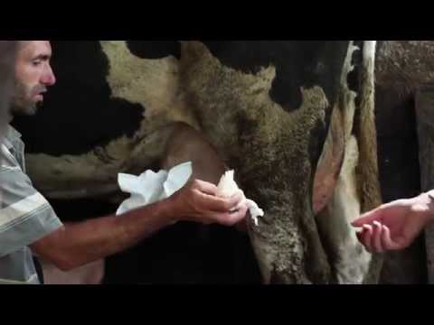 [GAL Dealurile Sultanului] Lăptarul din Valea Lungă