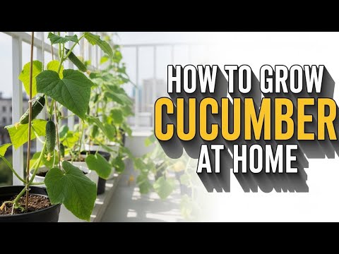 The Ultimate Guide to Cucumber Care: Grow Healthy and Abundant Cucumbers in Your Garden! #cucumber