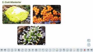 Eğitim Vadisi TYT Biyoloji 7.Föy Canlıların Çeşitliliği ve Sınıflandırılması 1 (Protista Alemi) Konu Anlatım Videoları