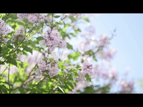 Himno #608 Corazones siempre alegres.