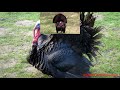 Turkey Sparta Remix