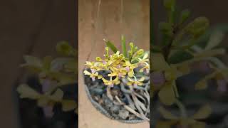 मेरा आर्किड का पौधा |  my orchid plant flowering | wild orchid | #shorts