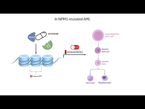 How Ziftomenib Works: The First Menin Inhibitor for NPM1-Mutated Acute Myeloid Leukemia