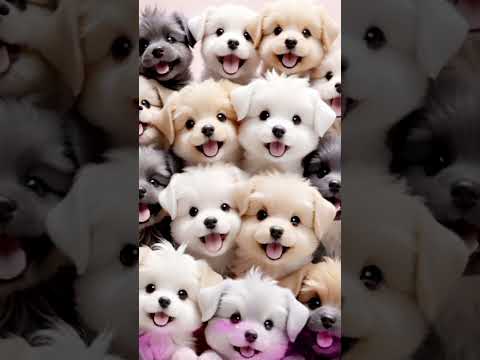 #cartoon #funny #pets #balveer #shortfeed #youtube #viralvideo #trend #dog #cartooncartoon