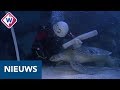 Tunnel Sea Life weer brandschoon door duikers: 'Soms bijt er een schildpad in je kont' - OMROEP WEST