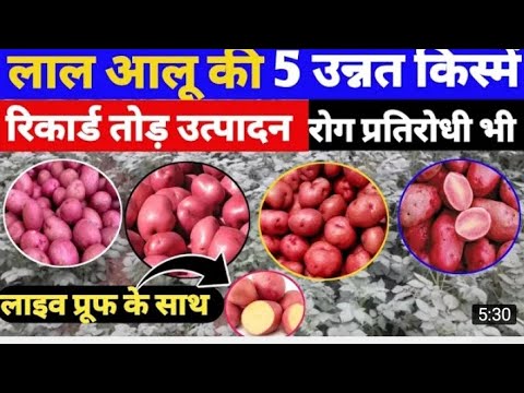 red potato seeds,लाल आलू की खेती