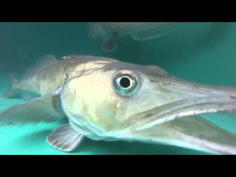 Unfrozen: Icefish of the Antarctic