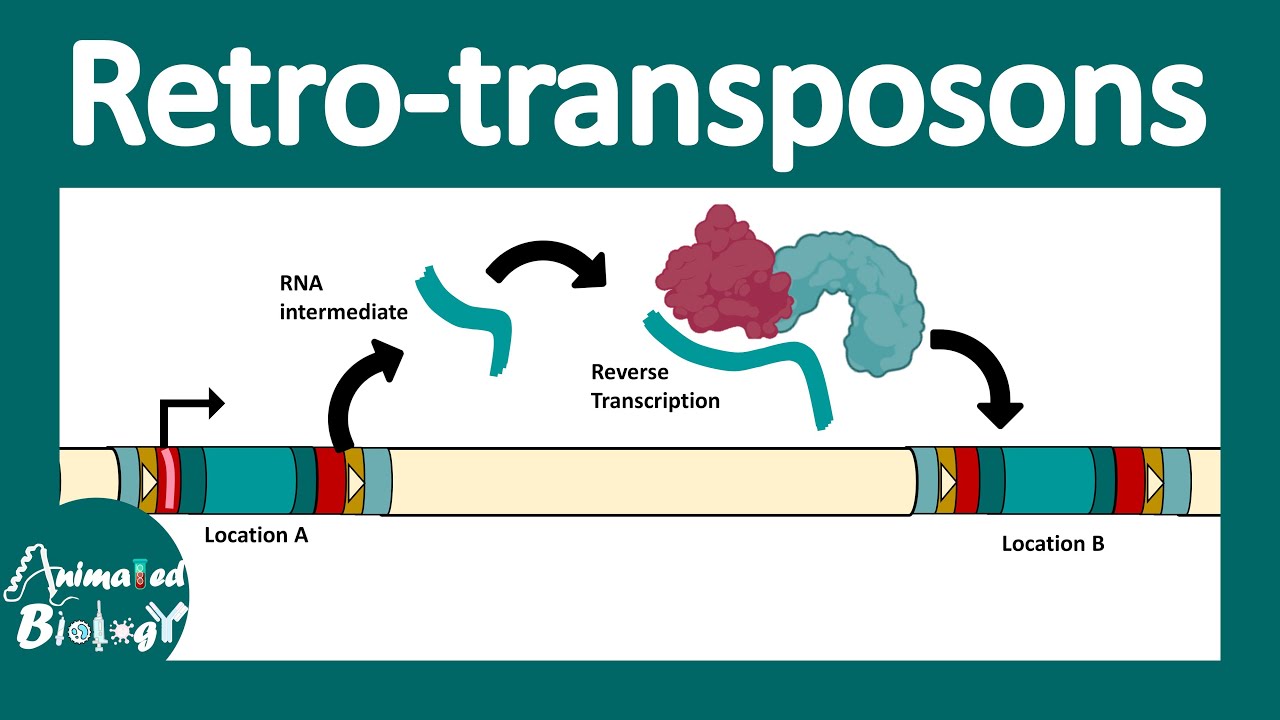 Retrotransposons | Retroviral retro transposon | Non LTR retrotransposon | LINEs and SINEs | molbio