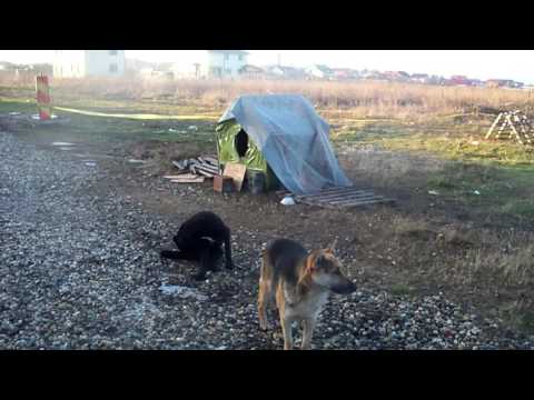 VAMDUM(RO-BUC/CIOROGARLA)*1012/25*THE COUSIN MIKY