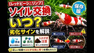 ソイル交換の解説動画