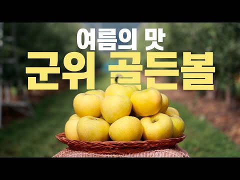 여름의 맛 &#39;군위 골든볼&#39;