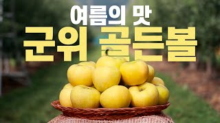 여름의 맛 '군위 골든볼'