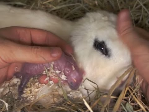 LAPINS - Mise-bas d’une lapine en direct. La naissance des lapereaux (Partie 2).