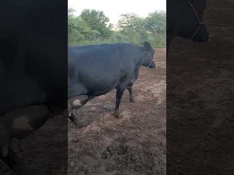 vaca de 25 litros a venda em Alagoinhas (Bahia) 75 998672669