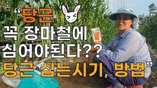 당근 꼭 장마철에 심어라? 심는시기 심는방법 - Carrot sowing