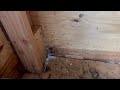 Shed Taken Over by Ants in Warren, NJ