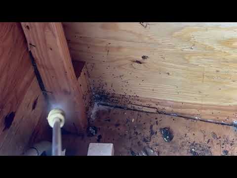 Shed Taken Over by Ants in Warren, NJ