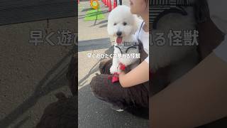 わんこイベントで初挑戦する１日 #トイプードル #日常vlog #犬のいる生活 #障害物競争