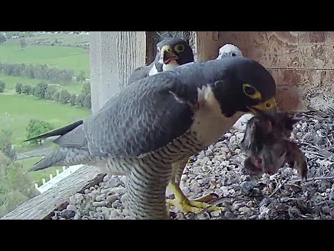 FalconCam Orange CSU~Xavier brings a small bird! Mom is feeding Yurruga~3:10 PM 2021/10/28