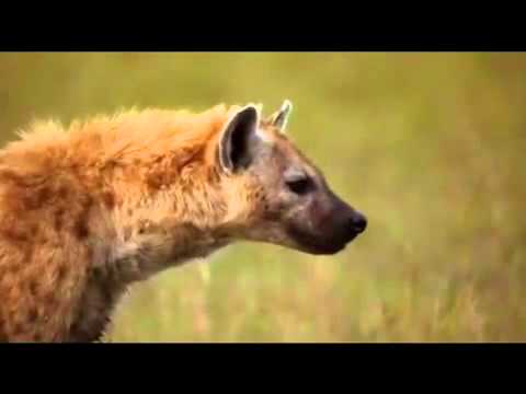 download lagu mp3 mp4 Ifiss, download lagu Ifiss gratis, unduh video klip Ifiss