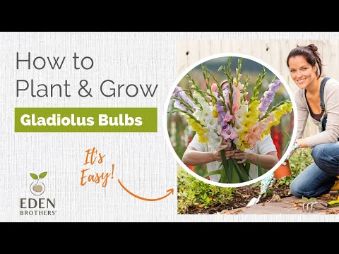 How to Plant and Grow Gladiolus Bulbs