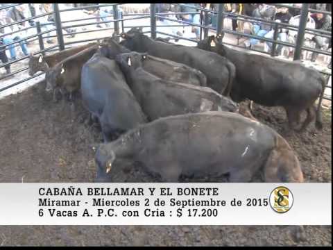 02-09-15 Venta de Vacas P.C. y P.R. con Cria. - Cabaña Bellamar y El Bonete - Miramar.