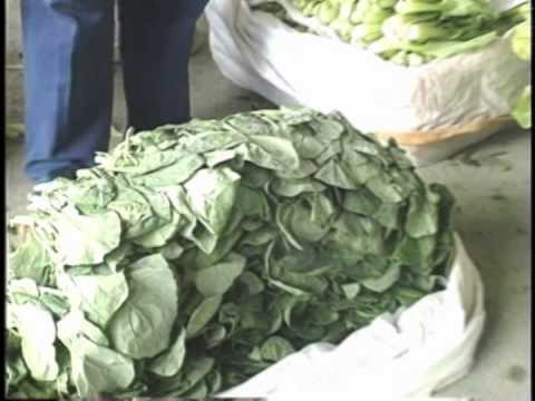 蔬菜冷藏技術介紹